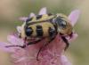 Trichius gallicus